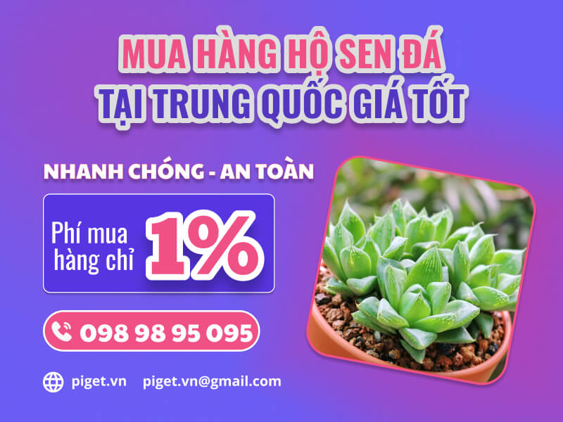 Mua hàng hộ sen đá Trung Quốc