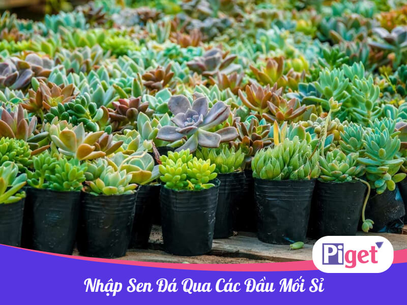 Nhập sen đá qua các đầu mối sỉ