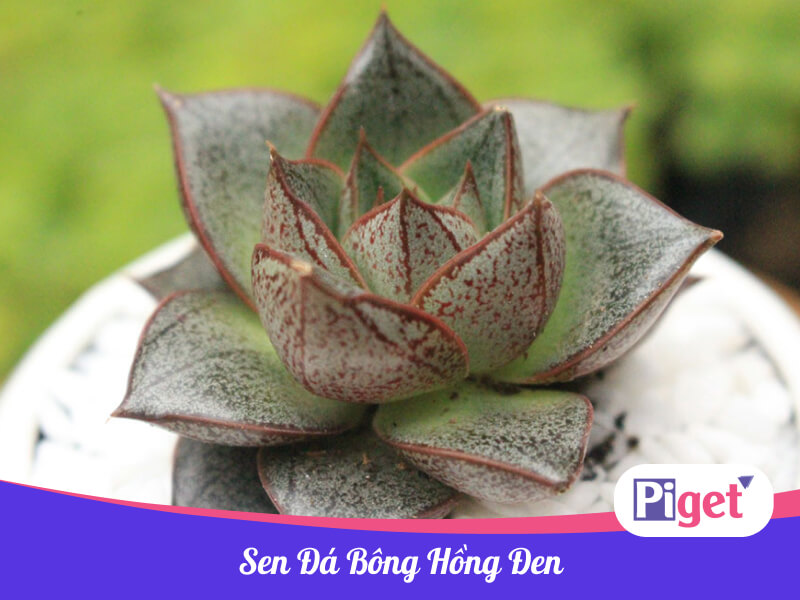 Sen đá bông hồng đen