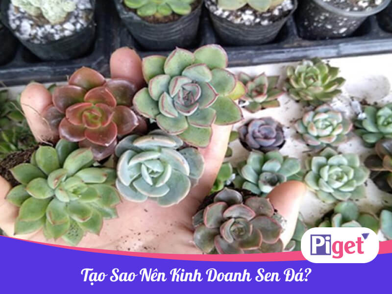 Tại sao nên kinh doanh sen đá